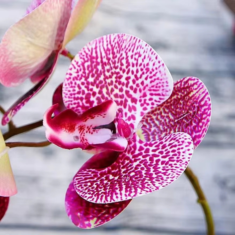 3d flores artificiais de plást - Orchid Phalaenopsis avaliação e preço