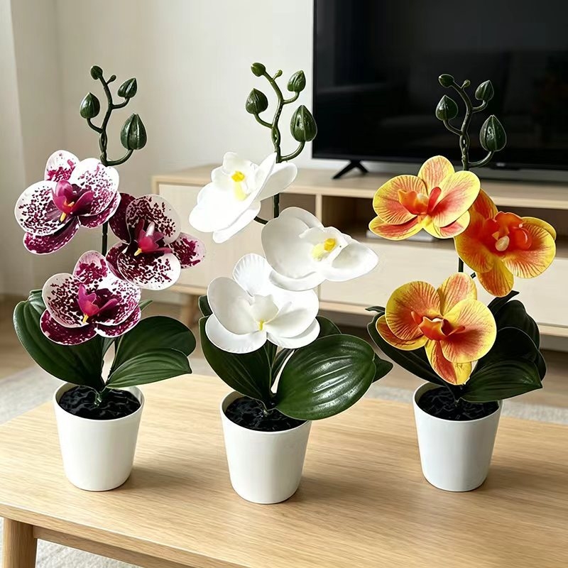 Mini Orquídea Borboleta em Vas - Orchid Phalaenopsis avaliação e preço