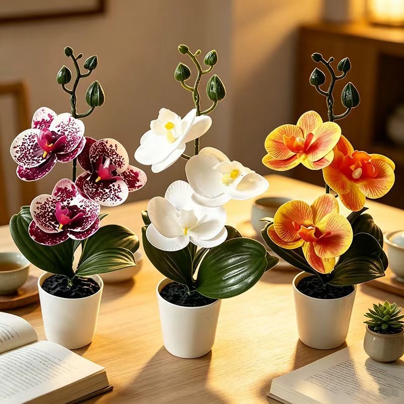 Mini Orquídea Borboleta em Vas - Orchid Phalaenopsis avaliação e preço