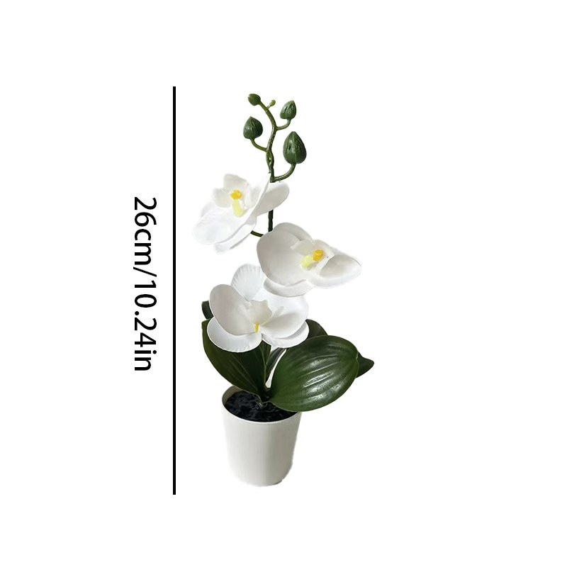 Mini Orquídea Borboleta em Vas - Orchid Phalaenopsis avaliação e preço