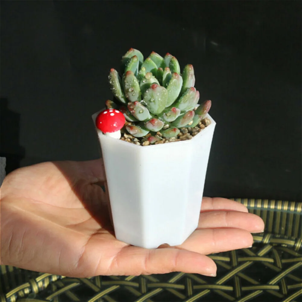 10 Peças de Plástico para Mini - Succulent Arrangement Mini avaliação e preço