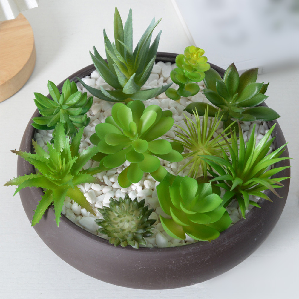 Arranjo de Plantas Suculentas  - Succulent Arrangement Mini avaliação e preço